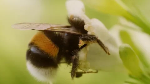 A bumblebee plunging into garden flower cup 库存影片 281861580