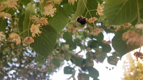 Bumblebee polinating linden blosso Stock Footage 311202041