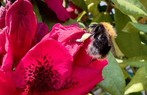 Bumblebee with pollen on its legs Stock Photos