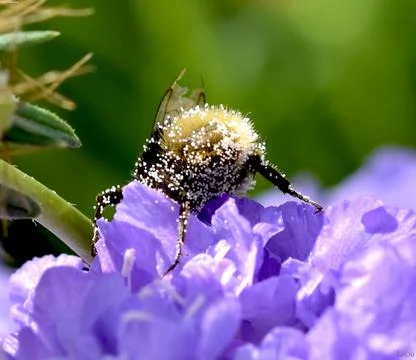 Bumblebee with Pollen Stock Photos