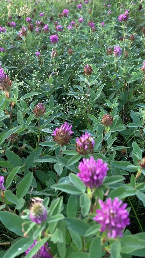 Bumblebee pollen on pink clover close up Stock Footage 292115265
