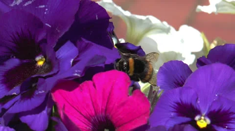 Bumblebee pollenating on viola Stock Footage 24602833