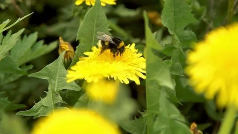 Bumblebee pollinate a dandelions Stock Footage 74760920