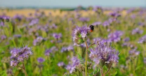 Bumblebee pollinate herb, macro. Environmental German project for saving be.. Stock Photos