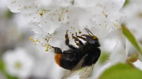 Bumblebee pollinated in the spring sweet cherry blossoms. Stock Footage 154317723