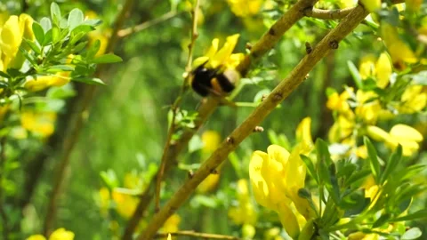 Bumblebee pollinates an acacia flower Stock Footage 138209501