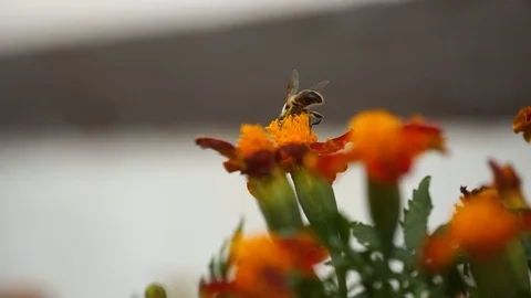 Bumblebee pollinates an aster flower close-up Stock Footage 118062212