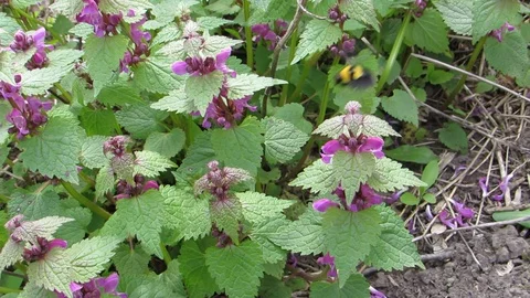 Bumblebee pollinates beautiful flowers Stock Footage 130025955