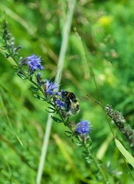 Bumblebee pollinates bell Stock Photos