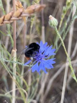 Bumblebee Pollinates Blue Cornflower Stock Photos