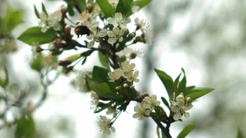 A bumblebee pollinates a cherry blossom. slow motion Stock Footage 310663350
