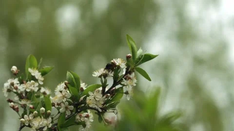 A bumblebee pollinates a cherry blossom. slow motion Stock Footage 311373967