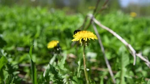 Bumblebee pollinates dandelion flower Stock Footage 220575265