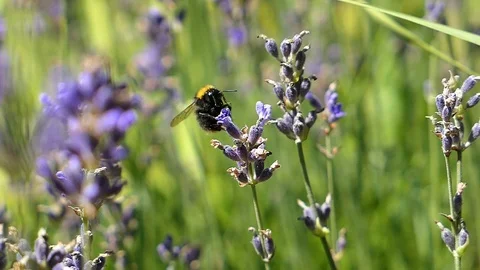 Bumblebee Pollinates Flower Close Up Slow Motion Stock Footage 102937658