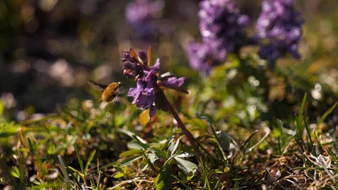 Bumblebee pollinates a flower of Corydalis. Stock Footage 128203076
