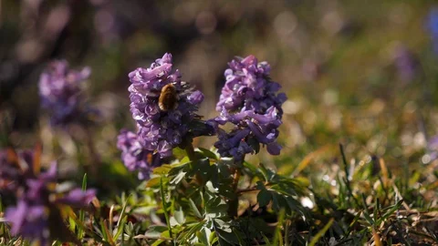 Bumblebee pollinates a flower of Corydalis. Stock Footage 128203096