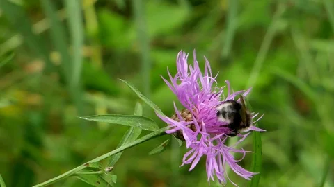 The bumblebee pollinates a flower. Video stock 117228258