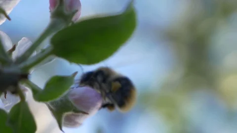 Bumblebee pollinates a flower 스톡 동영상 129957959