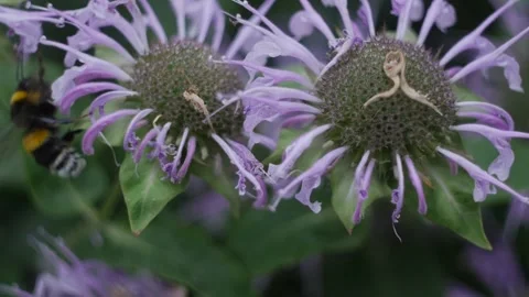 Bumblebee pollinates a flower in the garden macro photography in summer Stock Footage 201687400