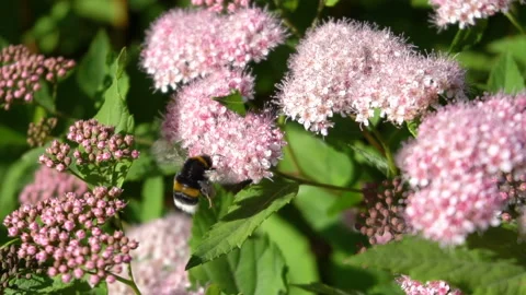 Bumblebee pollinates flower macro video. slow motion Stock Footage 135432774