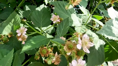 A bumblebee pollinates a flowering blackberry bush. Blackberries. Vídeos de archivo 279323448