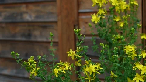 Bumblebee pollinates the flowering herb St. John's wort (Hypericum perforatum) Stock Footage 136939906