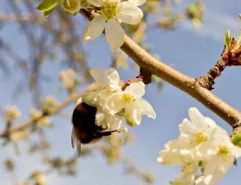 Bumblebee pollinates flowers of apple Stock Photos