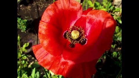 Bumblebee pollinates Stock Footage 343853862