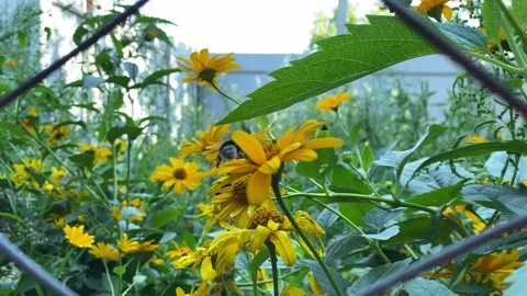 A bumblebee pollinates a forest sunflower and collects nectar. Stock Footage 228111426