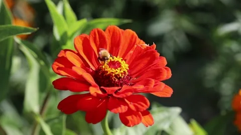 Bumblebee pollinates garden flowers Stock Footage 250840338