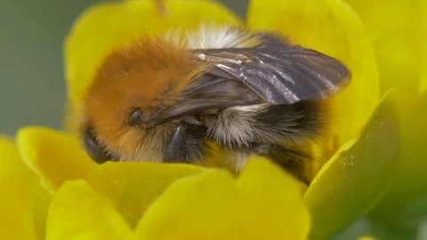 Bumblebee pollinates marsh-marigold Stock Footage 283582078