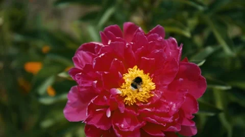 Bumblebee pollinates the peony flower. Vídeos de archivo 93835445