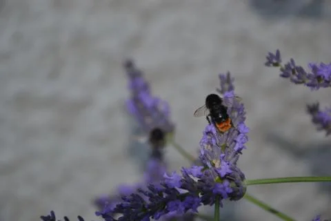 Bumblebee pollinates Stock Photos