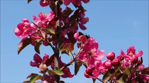 Bumblebee pollinates a pink apple blossom and flies to another flower Stock Footage 310097077