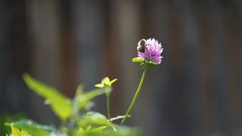 Bumblebee pollinates pink clover flower in summer garden, slow motion Stock Footage 260044865