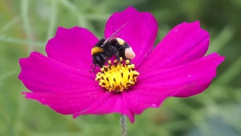 Bumblebee pollinates a pink flower macro Stock Footage 83433754