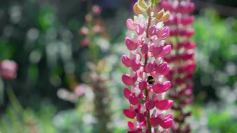 Bumblebee pollinates pink flowers. Close-up, shallow depth of field. Stock Footage 132428929