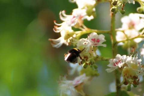 Bumblebee pollinates plum blossoms Foto stock