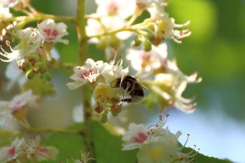 Bumblebee pollinates plum blossoms Stock Photos