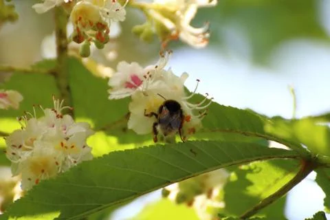 Bumblebee pollinates plum blossoms Stock Photos