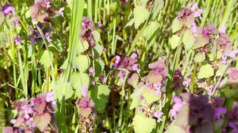 Bumblebee Pollinates Purple Dead Nettle Flowers Within Sunny Wildflower Meadow Stock Footage 333299573