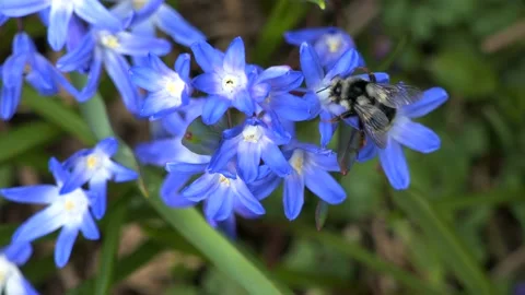 Bumblebee Pollinates Purple Delft Spring Star Flowers Closeup Stock Footage 239770310