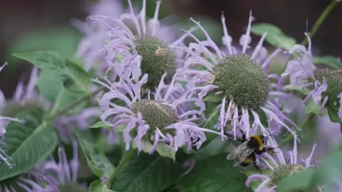 Bumblebee pollinates a purple flower in the garden macro photography in summer Stock Footage 201687401