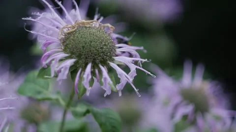 Bumblebee pollinates a purple flower in the garden macro photography in summer Stock Footage 201689768