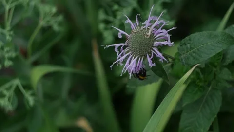 Bumblebee pollinates a purple flower in the garden macro photography in summer Stock Footage 201689930