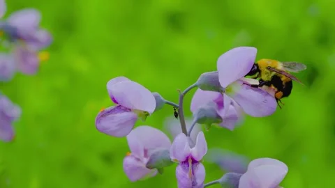 Bumblebee pollinates purple flower in spring garden 库存影片 345000877