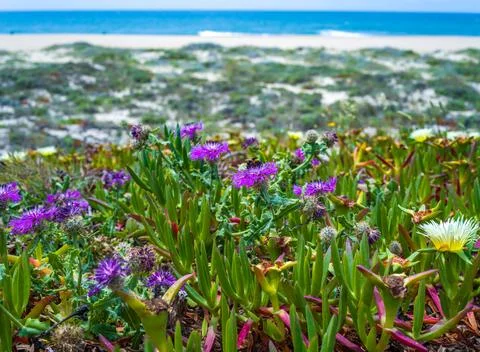 A bumblebee pollinates purple flowers Psephellus sp. on the sea coast, Portug Foto stock