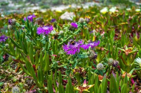 A bumblebee pollinates purple flowers Psephellus sp. on the sea coast, Portug Foto stock