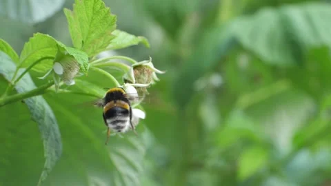 Bumblebee pollinates raspberry in spring Video stock 281565093