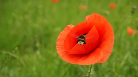 Bumblebee pollinates red poppy on a summer field Stock Footage 132622799